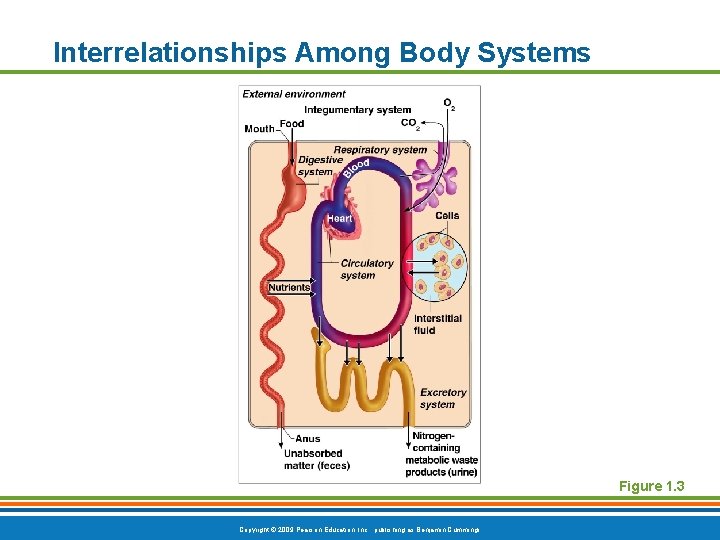 Interrelationships Among Body Systems Figure 1. 3 Copyright © 2009 Pearson Education, Inc. ,