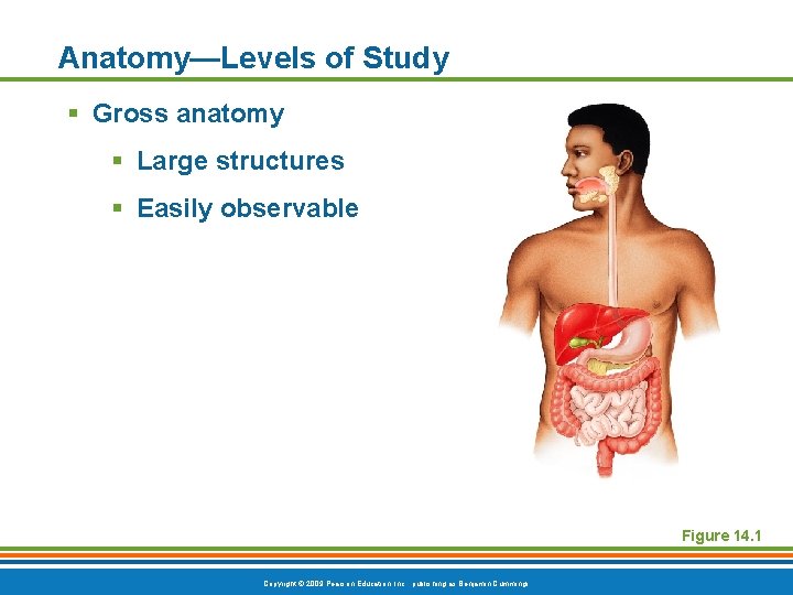 Anatomy—Levels of Study § Gross anatomy § Large structures § Easily observable Figure 14.