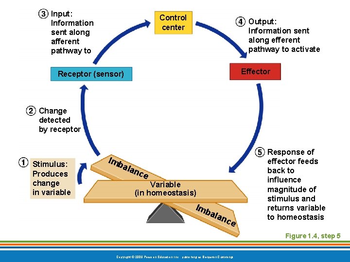 Input: Information sent along afferent pathway to Control center Output: Information sent along efferent