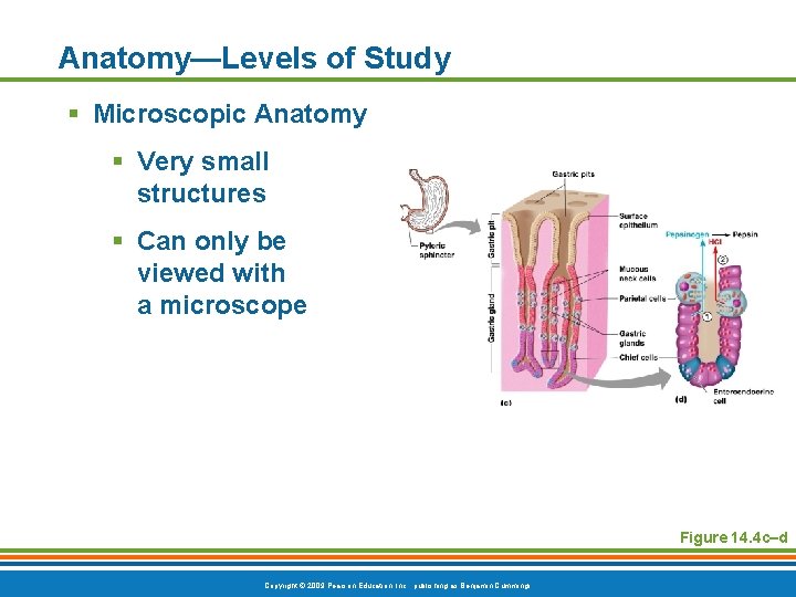 Anatomy—Levels of Study § Microscopic Anatomy § Very small structures § Can only be