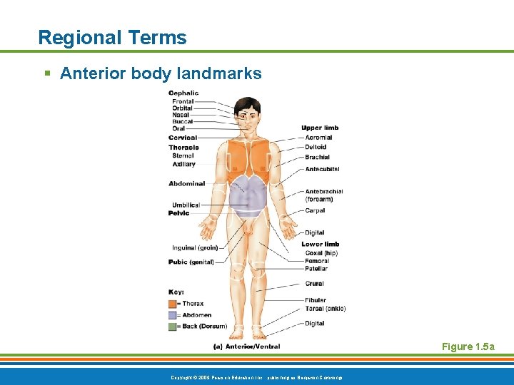 Regional Terms § Anterior body landmarks Figure 1. 5 a Copyright © 2009 Pearson