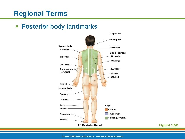 Regional Terms § Posterior body landmarks Figure 1. 5 b Copyright © 2009 Pearson