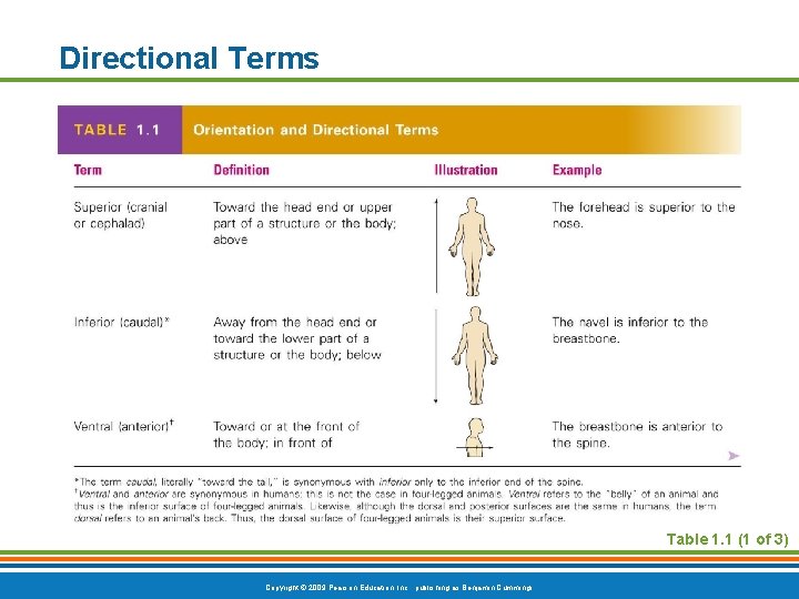 Directional Terms Table 1. 1 (1 of 3) Copyright © 2009 Pearson Education, Inc.