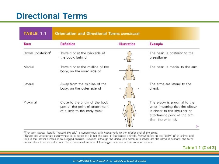 Directional Terms Table 1. 1 (2 of 3) Copyright © 2009 Pearson Education, Inc.