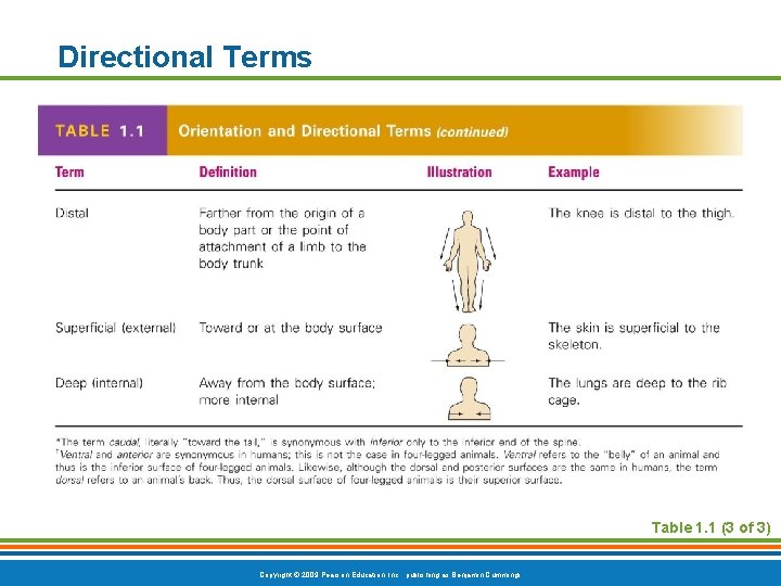 Directional Terms Table 1. 1 (3 of 3) Copyright © 2009 Pearson Education, Inc.