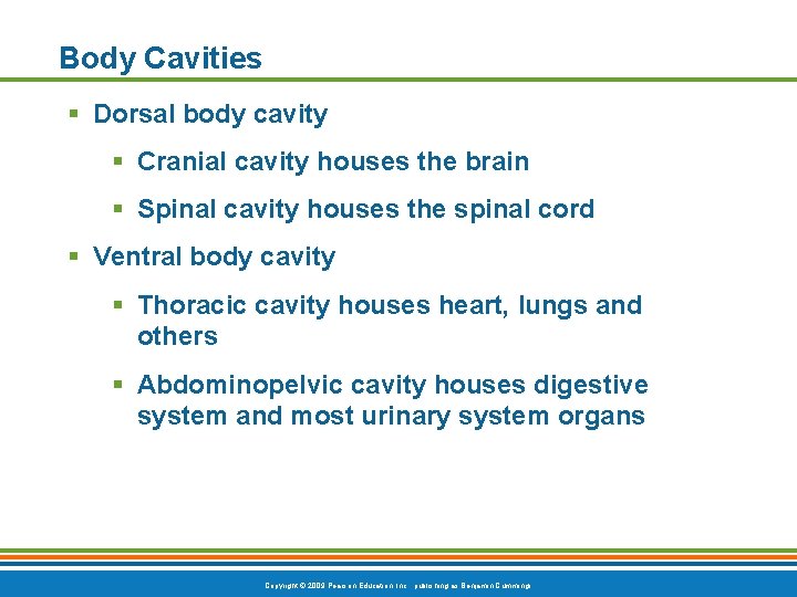 Body Cavities § Dorsal body cavity § Cranial cavity houses the brain § Spinal