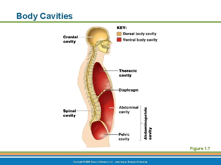 Body Cavities Figure 1. 7 Copyright © 2009 Pearson Education, Inc. , publishing as