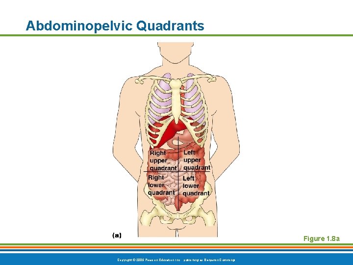 Abdominopelvic Quadrants Figure 1. 8 a Copyright © 2009 Pearson Education, Inc. , publishing