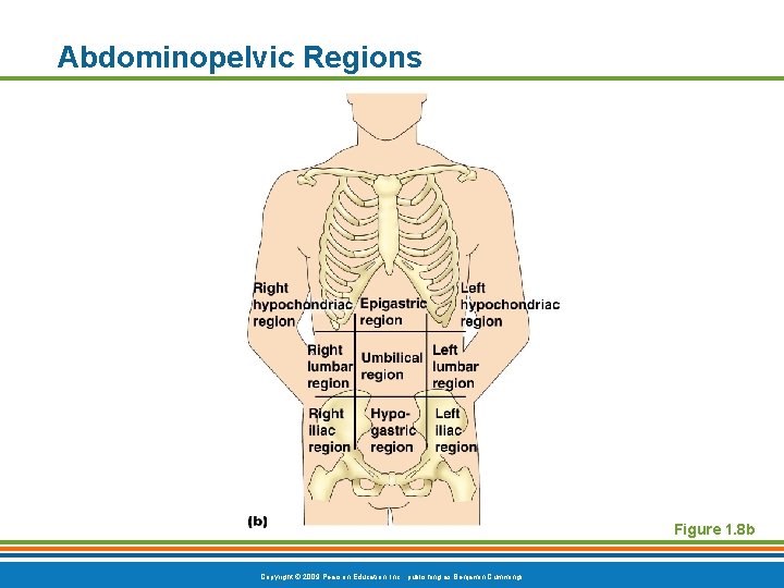 Abdominopelvic Regions Figure 1. 8 b Copyright © 2009 Pearson Education, Inc. , publishing