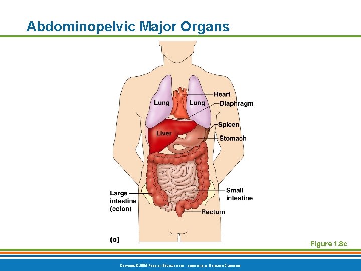 Abdominopelvic Major Organs Figure 1. 8 c Copyright © 2009 Pearson Education, Inc. ,