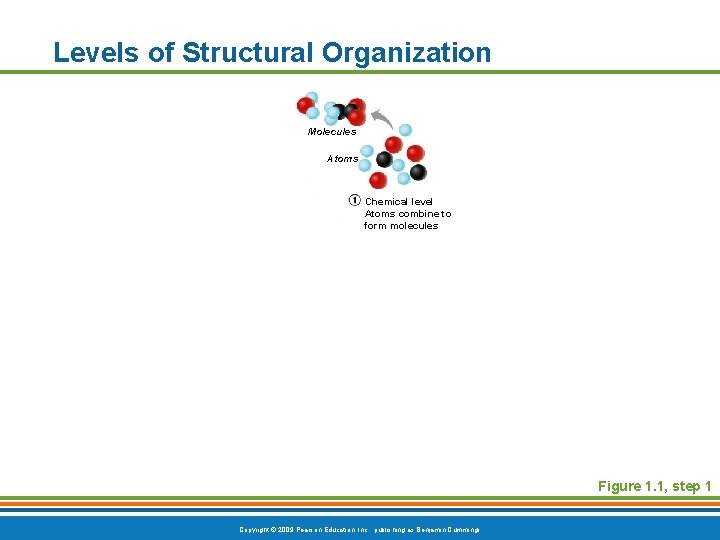 Levels of Structural Organization Molecules Atoms Chemical level Atoms combine to form molecules Figure