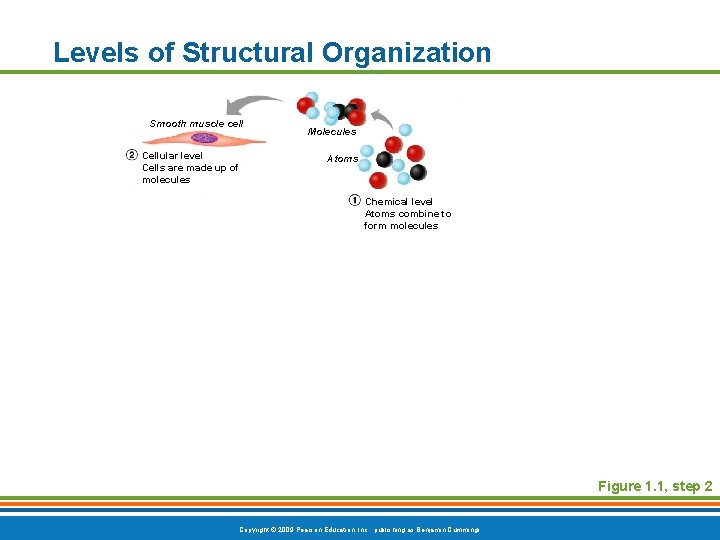 Levels of Structural Organization Smooth muscle cell Cellular level Cells are made up of