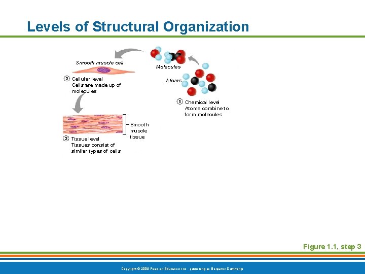 Levels of Structural Organization Smooth muscle cell Molecules Cellular level Cells are made up