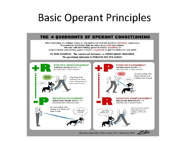 Basic Operant Principles 