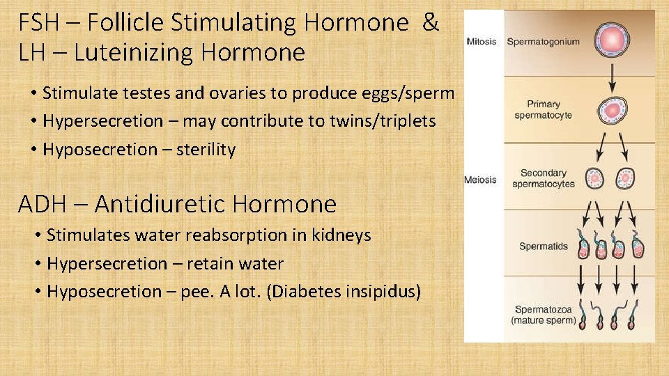 FSH – Follicle Stimulating Hormone & LH – Luteinizing Hormone • Stimulate testes and