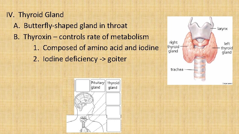 IV. Thyroid Gland A. Butterfly-shaped gland in throat B. Thyroxin – controls rate of