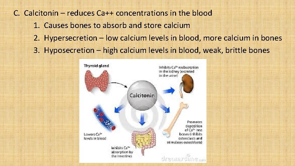 C. Calcitonin – reduces Ca++ concentrations in the blood 1. Causes bones to absorb