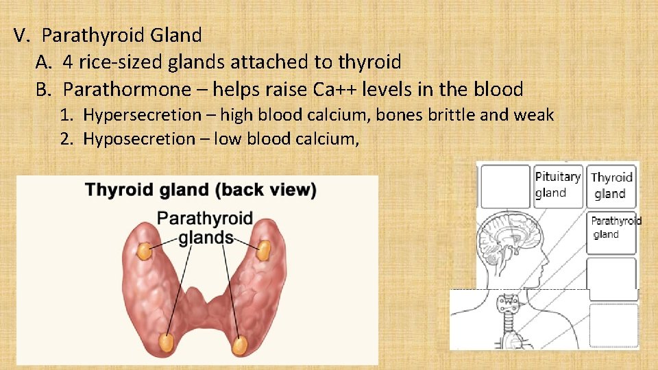 V. Parathyroid Gland A. 4 rice-sized glands attached to thyroid B. Parathormone – helps