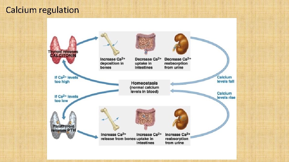 Calcium regulation 