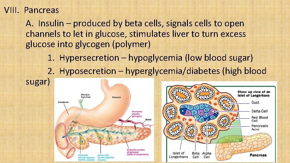 VIII. Pancreas A. Insulin – produced by beta cells, signals cells to open channels