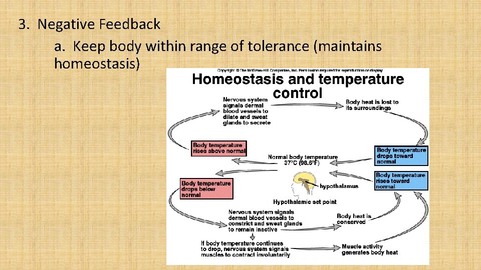 3. Negative Feedback a. Keep body within range of tolerance (maintains homeostasis) 