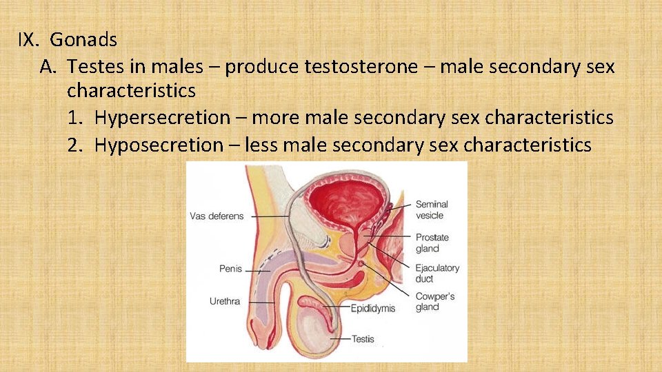 IX. Gonads A. Testes in males – produce testosterone – male secondary sex characteristics