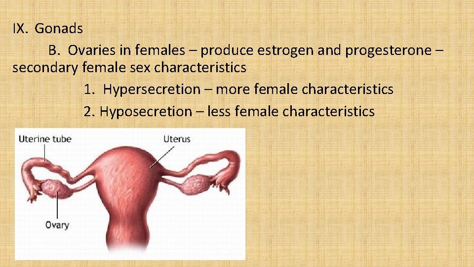 IX. Gonads B. Ovaries in females – produce estrogen and progesterone – secondary female