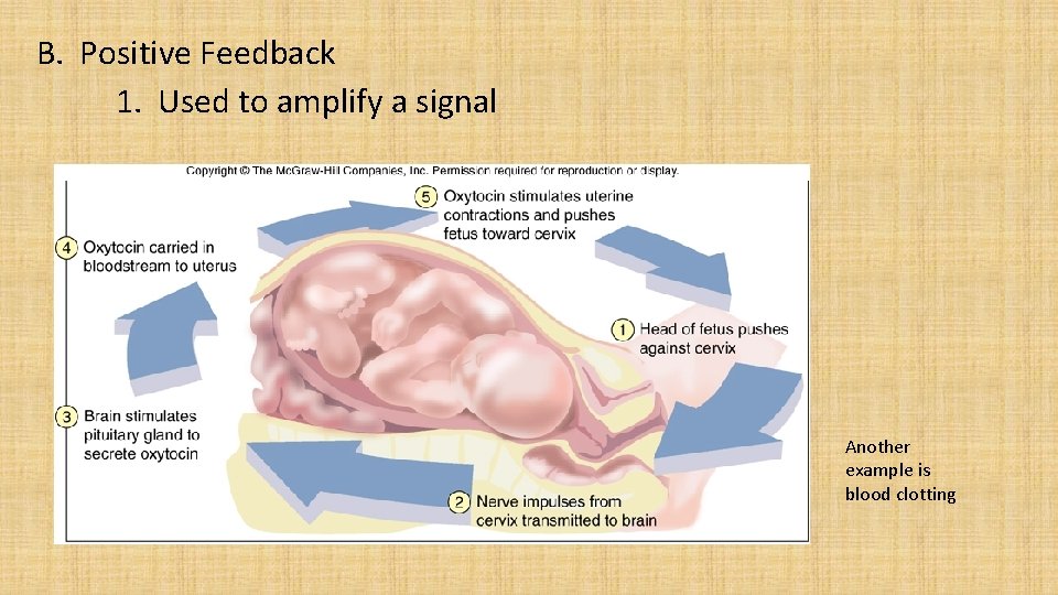 B. Positive Feedback 1. Used to amplify a signal Another example is blood clotting