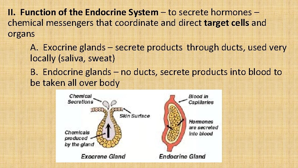II. Function of the Endocrine System – to secrete hormones – chemical messengers that