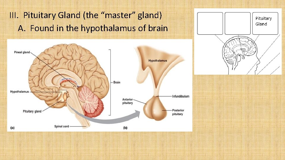 III. Pituitary Gland (the “master” gland) A. Found in the hypothalamus of brain 