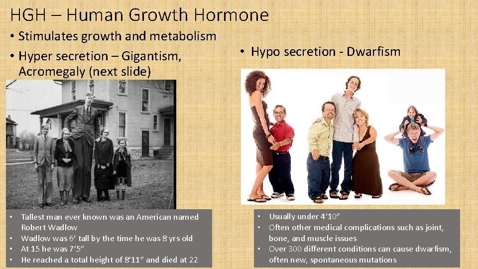 HGH – Human Growth Hormone • Stimulates growth and metabolism • Hyper secretion –