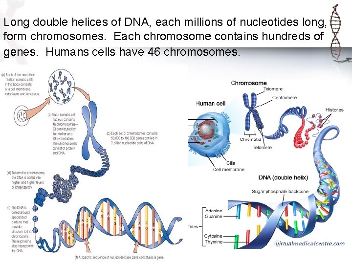 Long double helices of DNA, each millions of nucleotides long, form chromosomes. Each chromosome