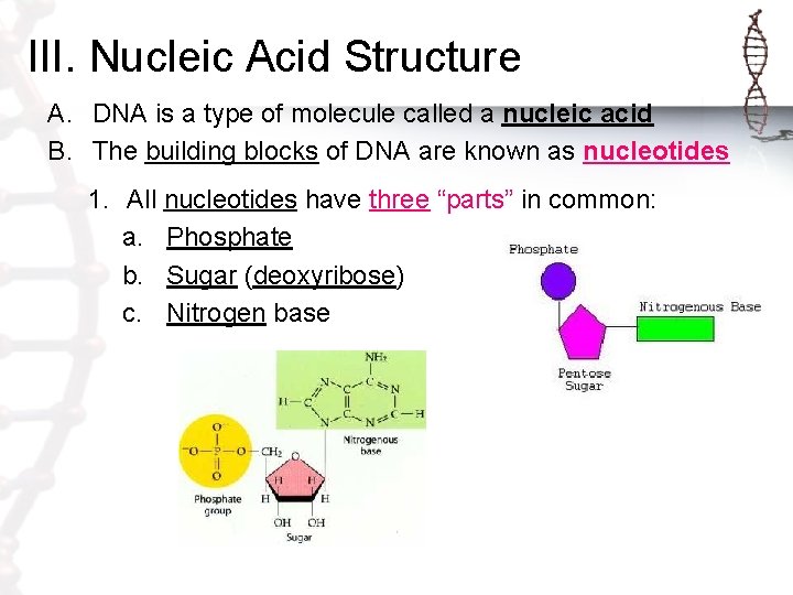 III. Nucleic Acid Structure A. DNA is a type of molecule called a nucleic