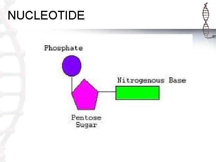 NUCLEOTIDE 