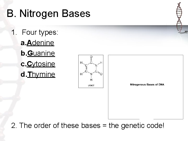 B. Nitrogen Bases 1. Four types: a. Adenine b. Guanine c. Cytosine d. Thymine
