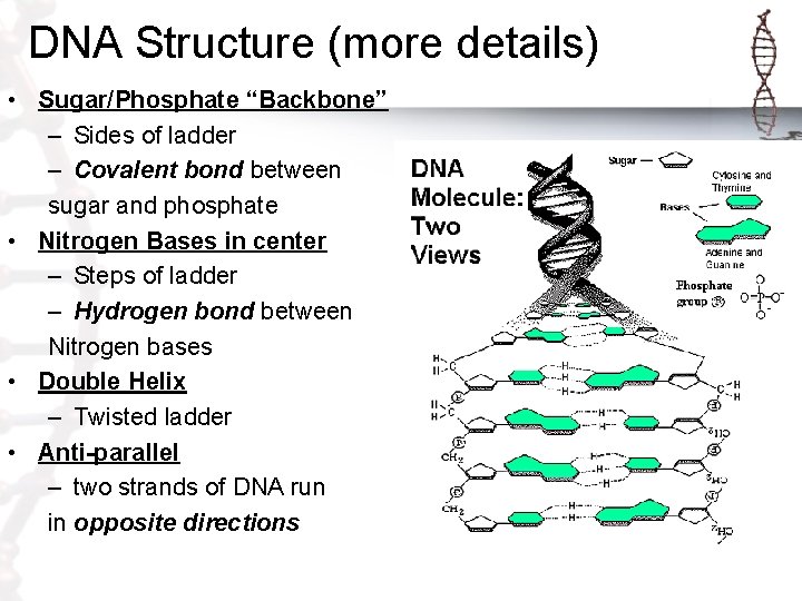 DNA Structure (more details) • Sugar/Phosphate “Backbone” – Sides of ladder – Covalent bond