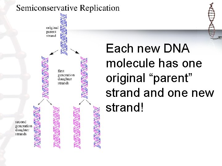 Each new DNA molecule has one original “parent” strand one new strand! 