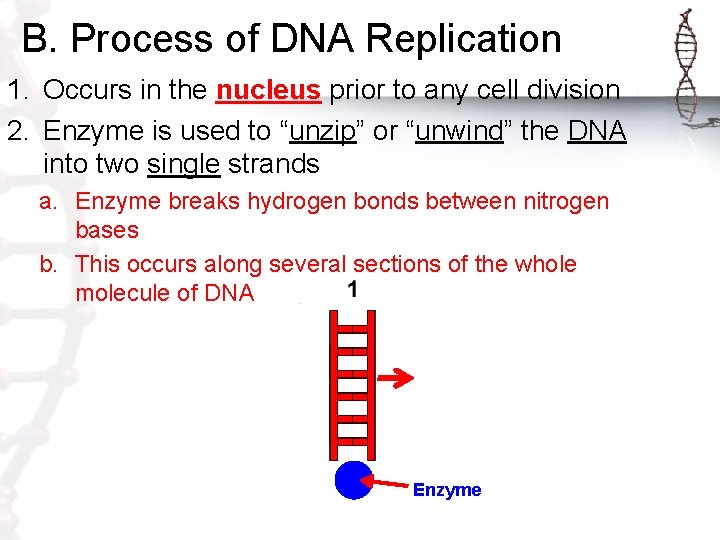 B. Process of DNA Replication 1. Occurs in the nucleus prior to any cell