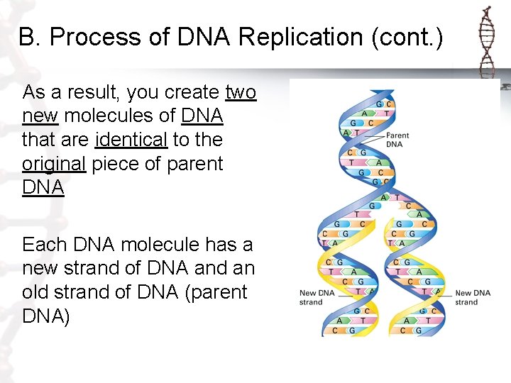 B. Process of DNA Replication (cont. ) As a result, you create two new