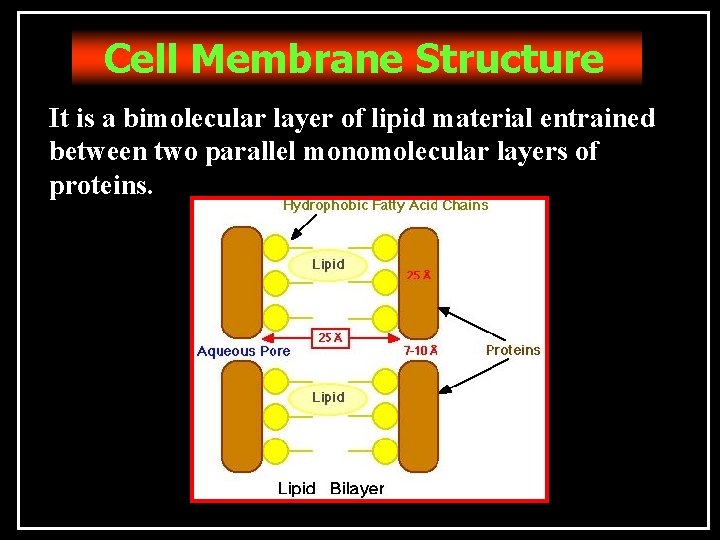 Cell Membrane Structure It is a bimolecular layer of lipid material entrained between two