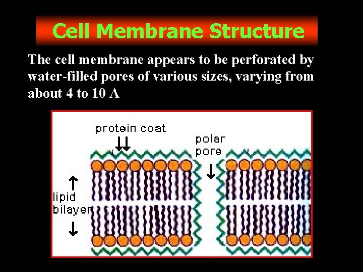 Cell Membrane Structure The cell membrane appears to be perforated by water-filled pores of