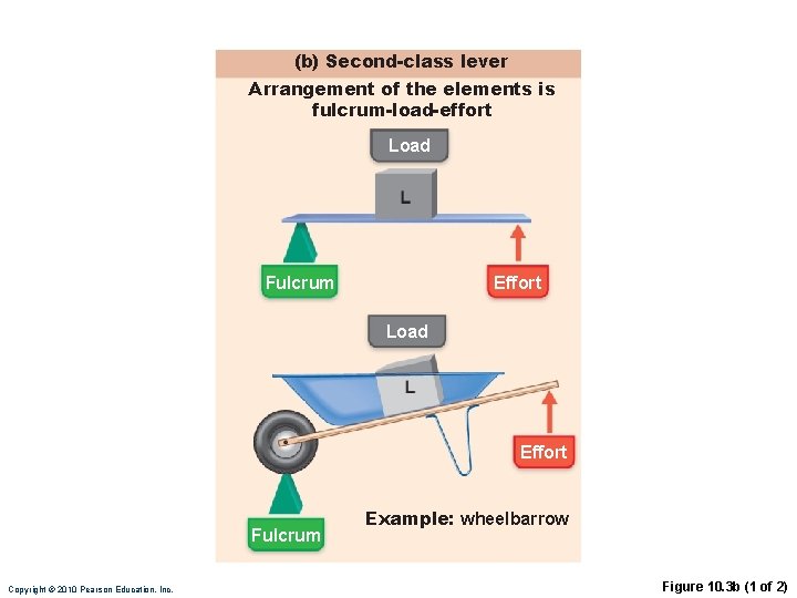 (b) Second-class lever Arrangement of the elements is fulcrum-load-effort Load Fulcrum Effort Load Effort