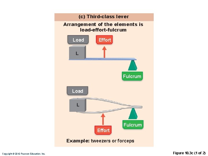 (c) Third-class lever Arrangement of the elements is load-effort-fulcrum Load Effort Fulcrum Load Fulcrum
