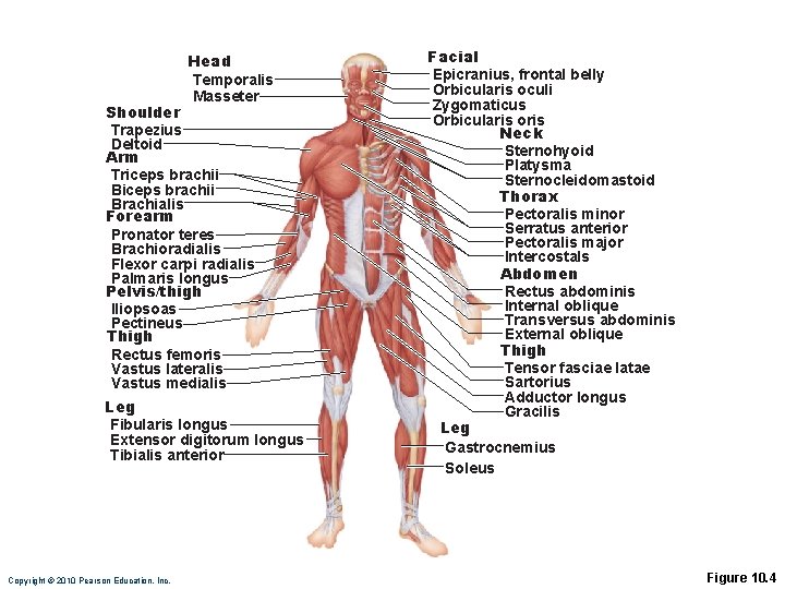 Head Temporalis Masseter Shoulder Trapezius Deltoid Arm Triceps brachii Brachialis Forearm Pronator teres Brachioradialis