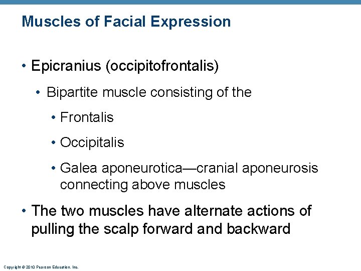 Muscles of Facial Expression • Epicranius (occipitofrontalis) • Bipartite muscle consisting of the •