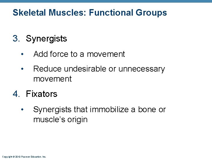 Skeletal Muscles: Functional Groups 3. Synergists • Add force to a movement • Reduce