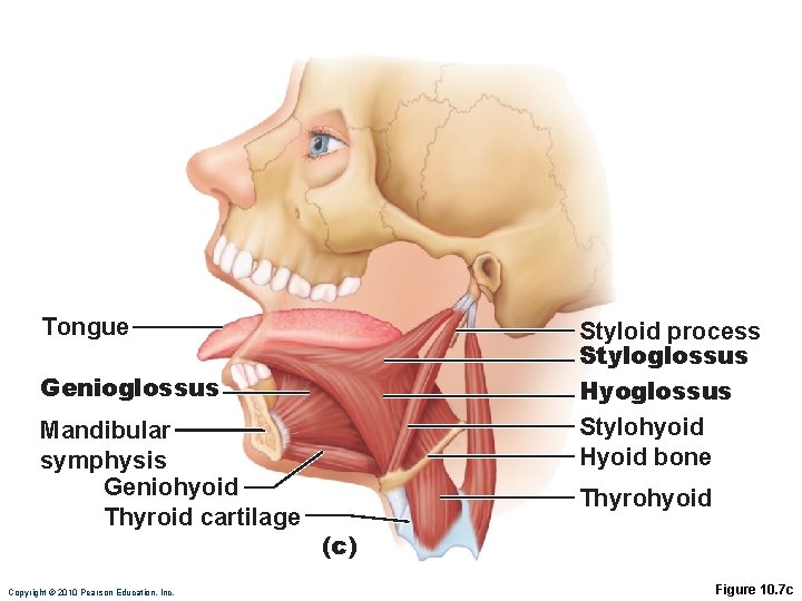 Tongue Styloid process Styloglossus Hyoglossus Stylohyoid Hyoid bone Genioglossus Mandibular symphysis Geniohyoid Thyroid cartilage