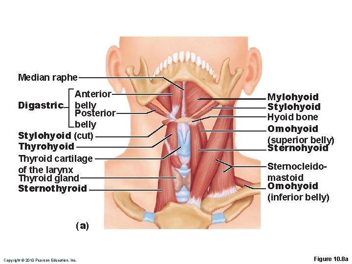 Median raphe Anterior Digastric belly Posterior belly Stylohyoid (cut) Thyrohyoid Thyroid cartilage of the