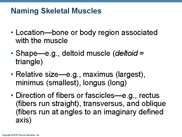 Naming Skeletal Muscles • Location—bone or body region associated with the muscle • Shape—e.