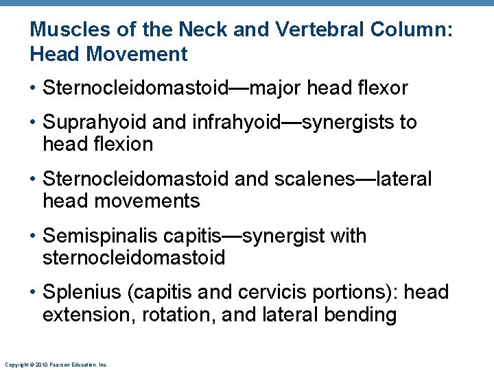 Muscles of the Neck and Vertebral Column: Head Movement • Sternocleidomastoid—major head flexor •